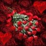 redrose